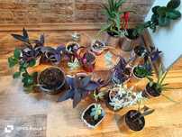 Plante de apartament