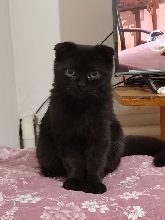 Skotish fo'ld aqilli mushuk o'gil bola