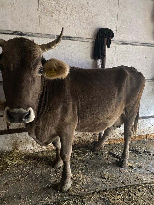 De vanzare vaca stearpa !