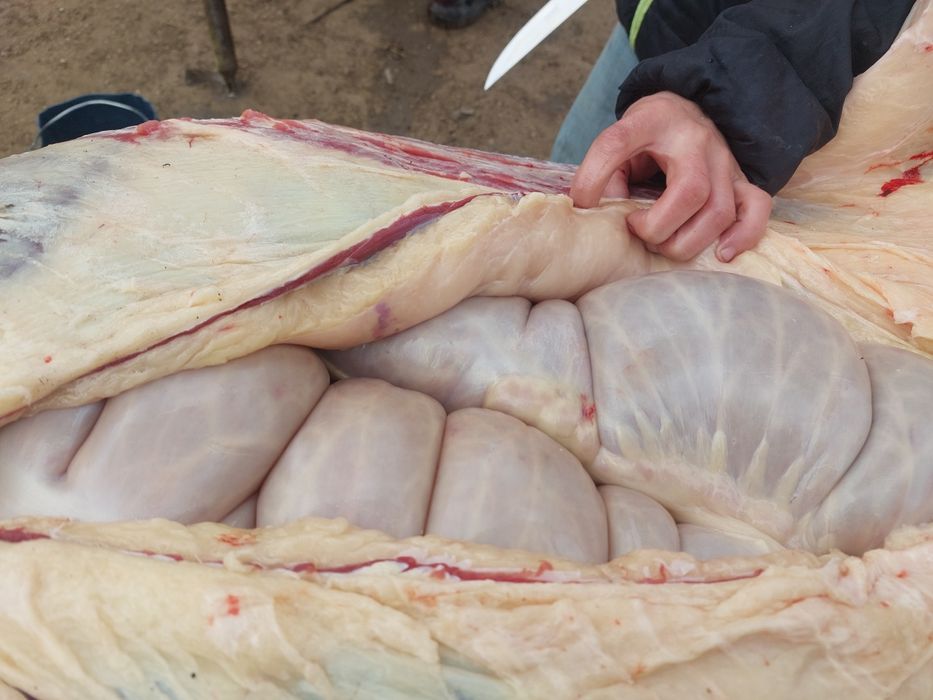 Тай байтал сатылады кг 3000