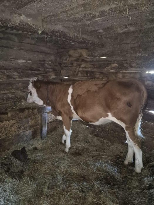 Vând junincă,6 luni