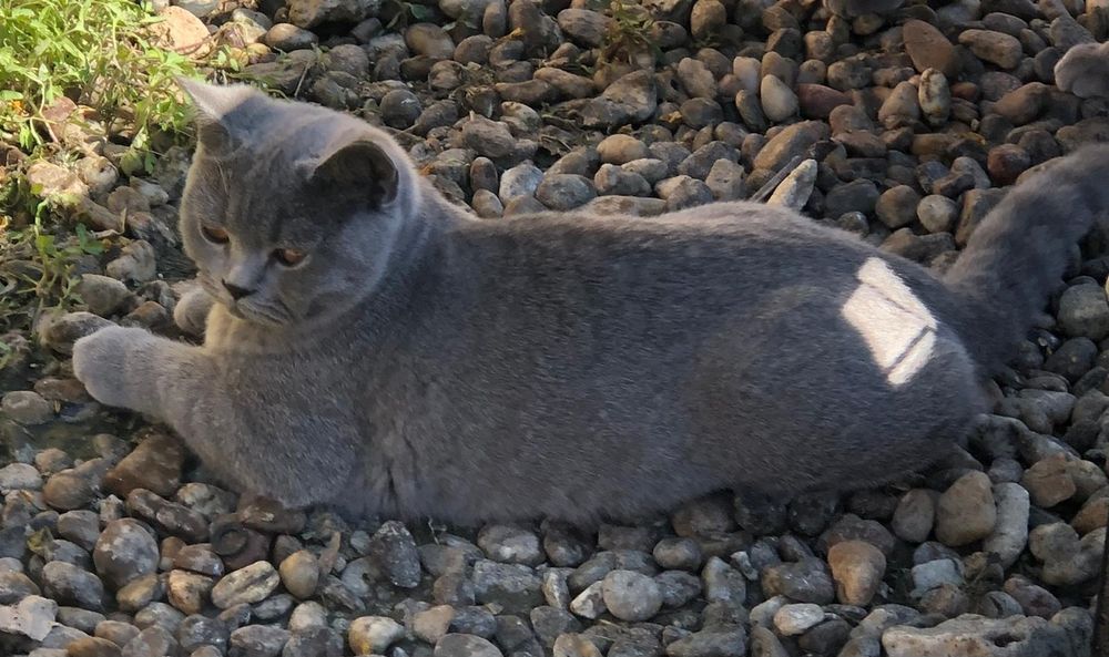 Pisoi British Shorthair Blue – Mascul superb