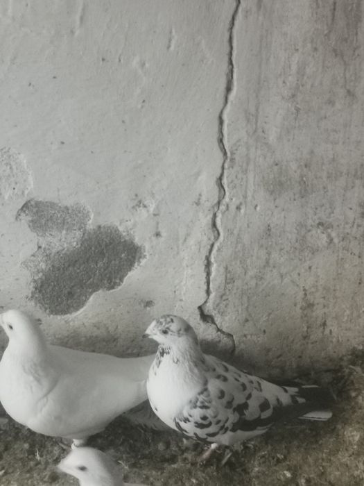 Porumbei Voiajori albi