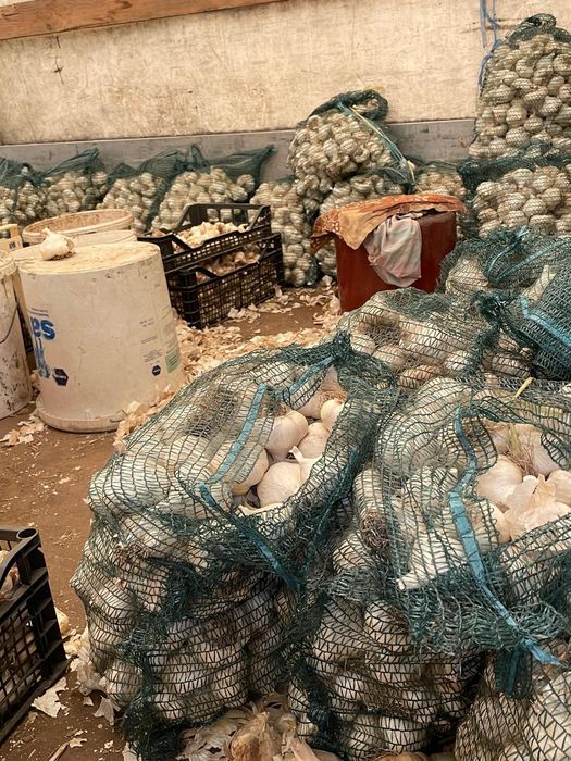 Vând usturoi de toamna de sămânță și de consum