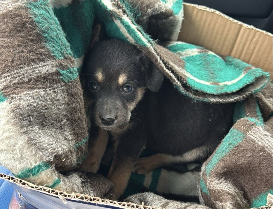 Щенки в добрые руки