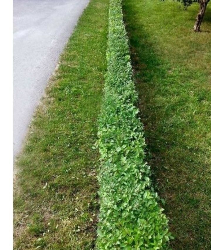 Tuia lemn cainesc mesteacan tei frumos mirositor