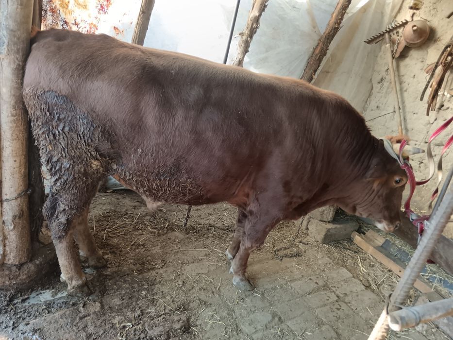 Наввос сотилади Пастдаргом Камолот махалла