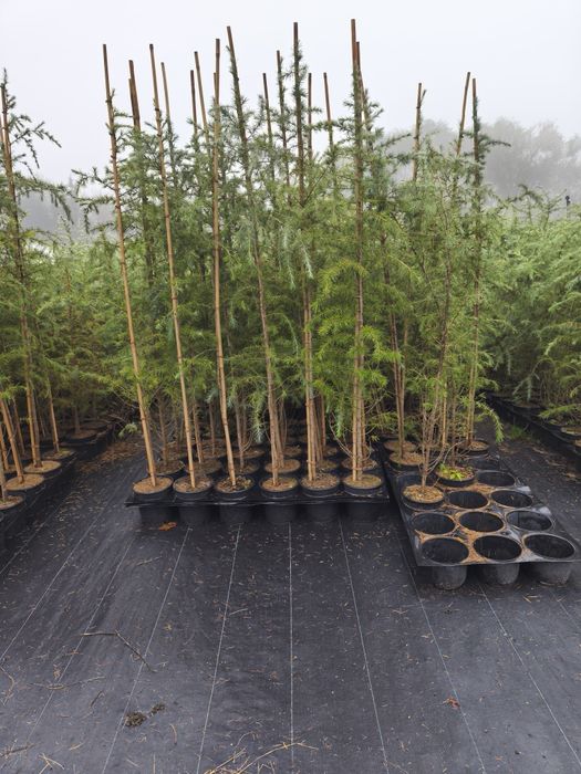 Хималайски кедър