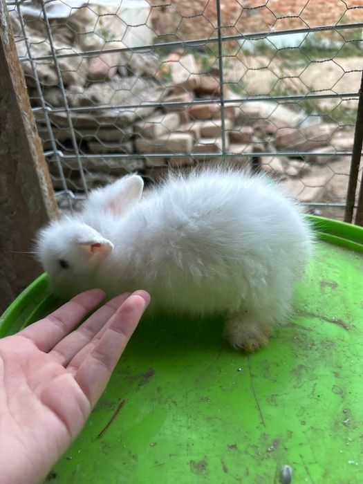 Vând iepuraș cât de leu pitici