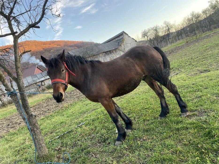 Vând Mânz castrat foarte cuminte