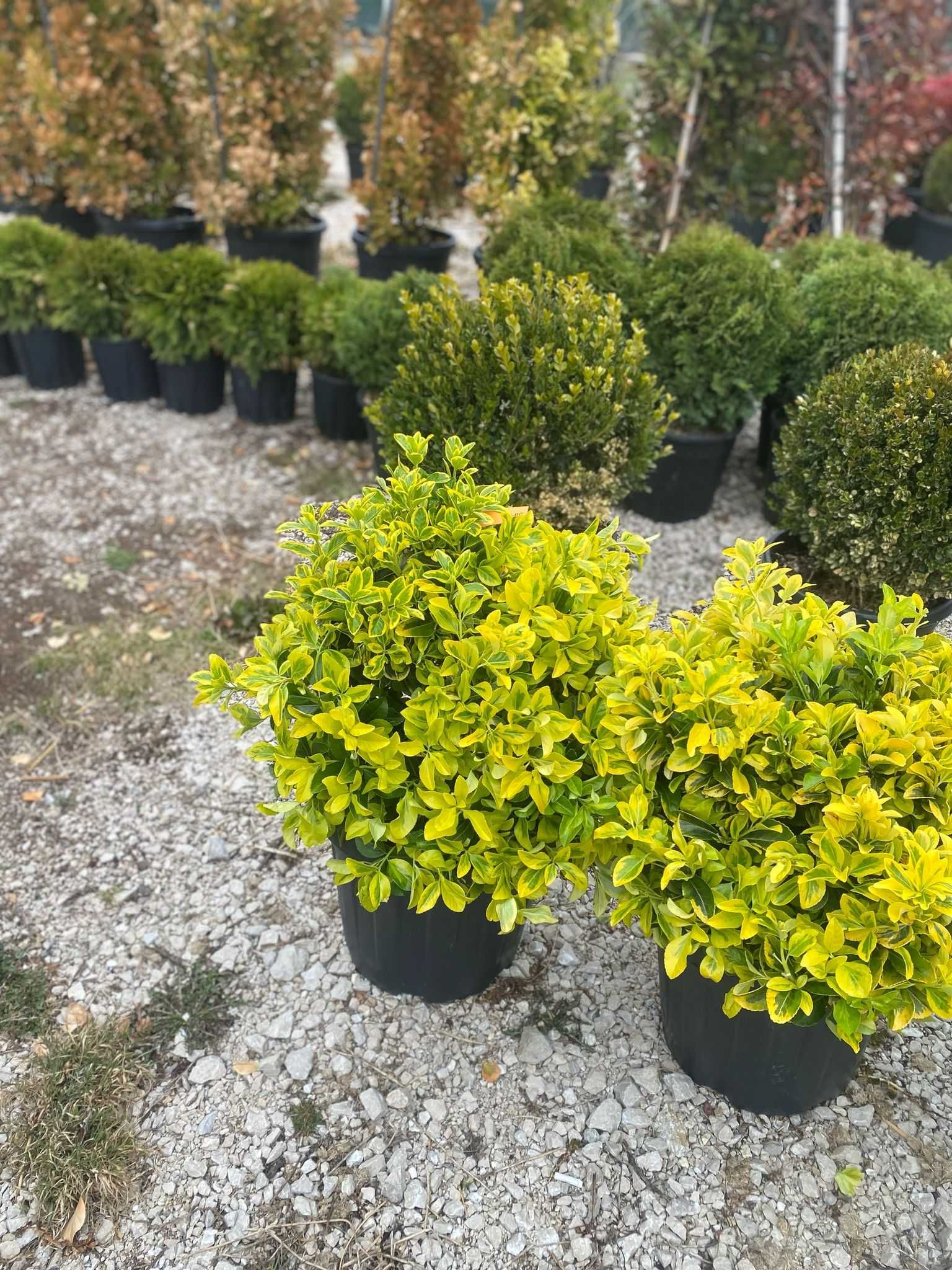 Plante Ornamentale – Alegerea Ideală pentru Spații Verzi

2