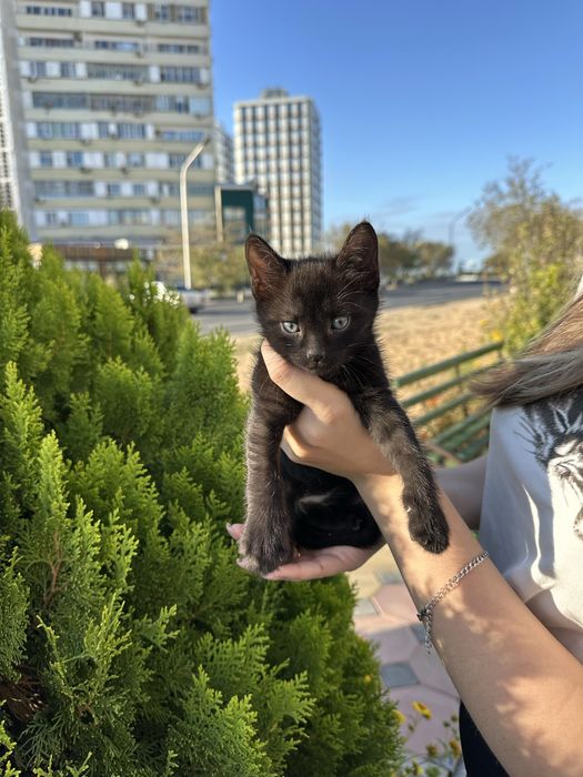 Котята бесплатно в Актау