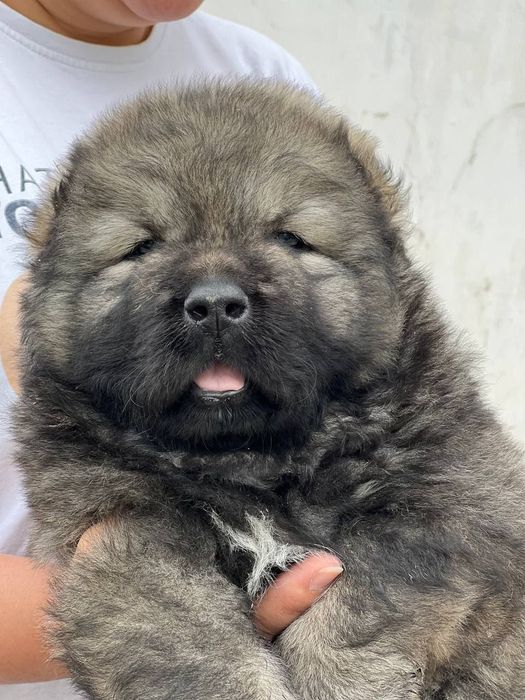 Щенки кавказской овчарки