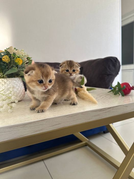 Залотая шиншила 25 акрас