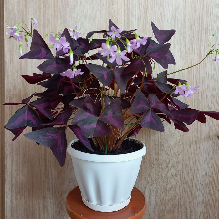 Комнатные растения. Оксалис. Корень.