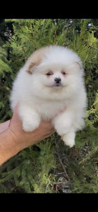 Померан померани