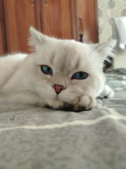 Британская короткошерстная