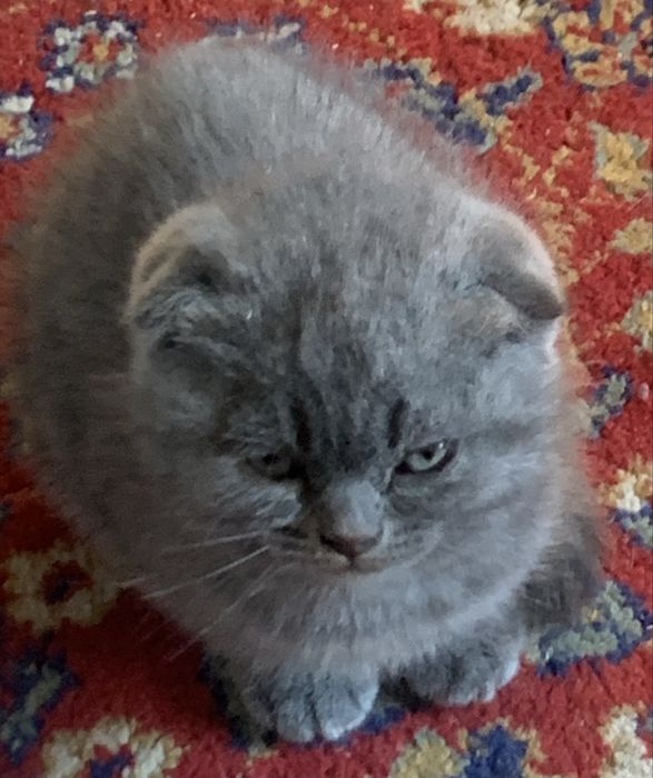 Шотландски клепоухи котенца