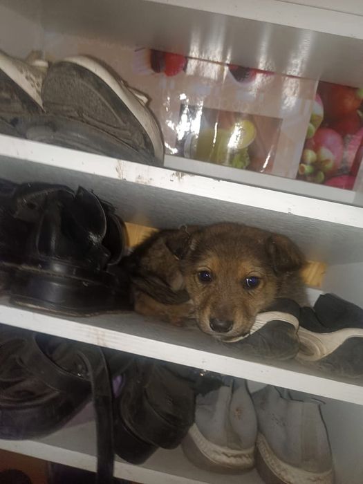 Отдам даром  щенок мальчик дворняга.