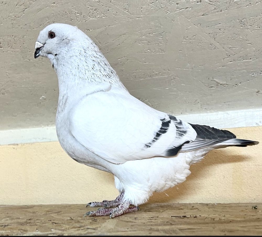 Porumbei voiajori standard