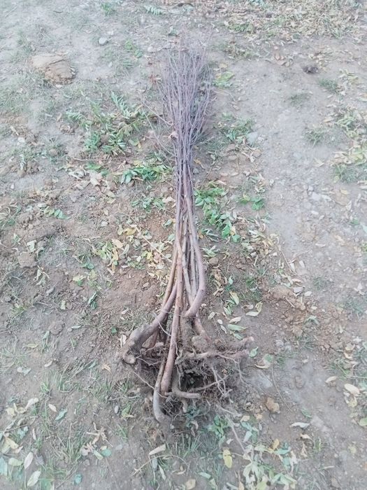 Puieți pin paltin mesteacăn