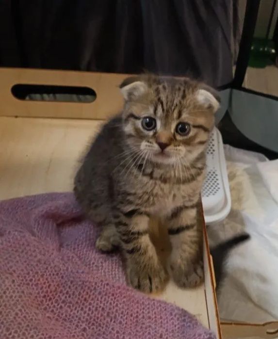 Шотландский вислоухий котёнок