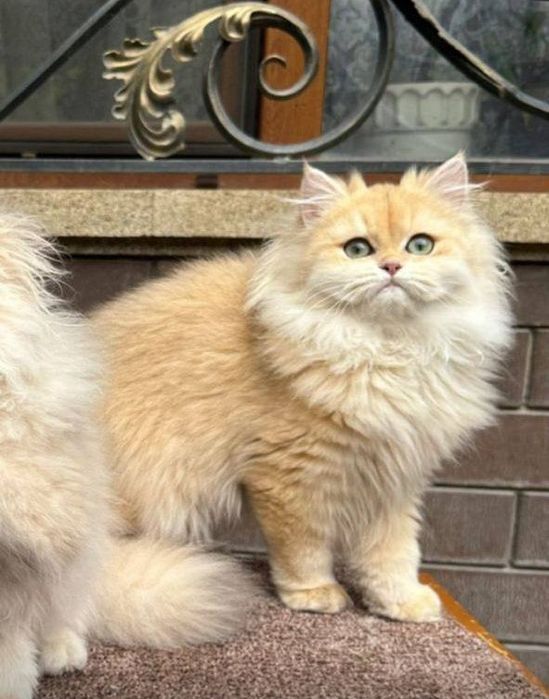 Привезные британцы !!