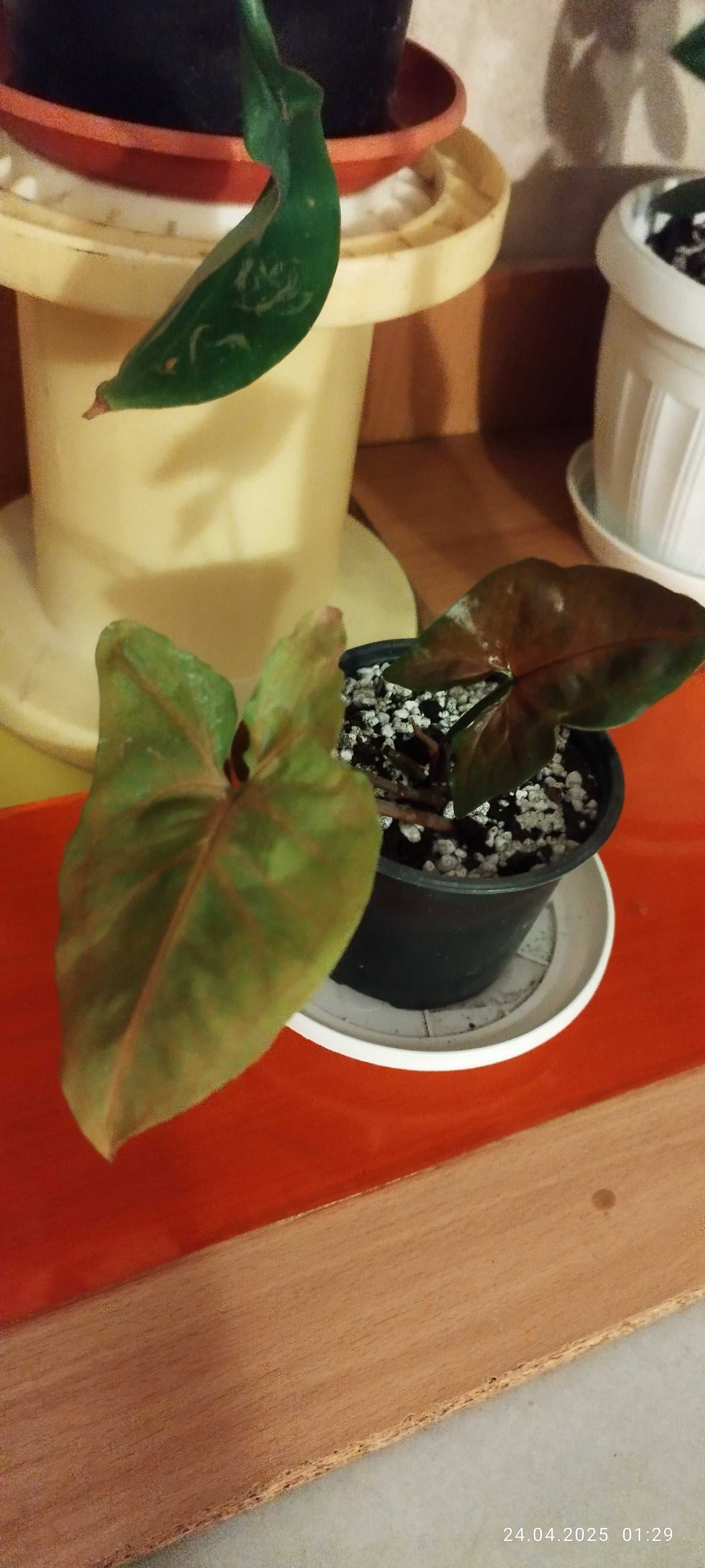 Филодендрон (Philodendron) / Сингониум (Syngonium)