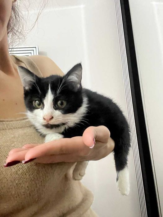 отдам  котенка даром