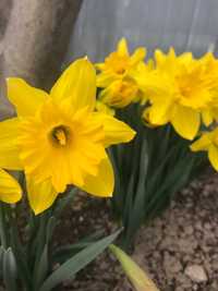 Цветы   Нарциссы желтые и белые.