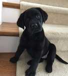 Labrador  retriever  fetiță  1000 lei