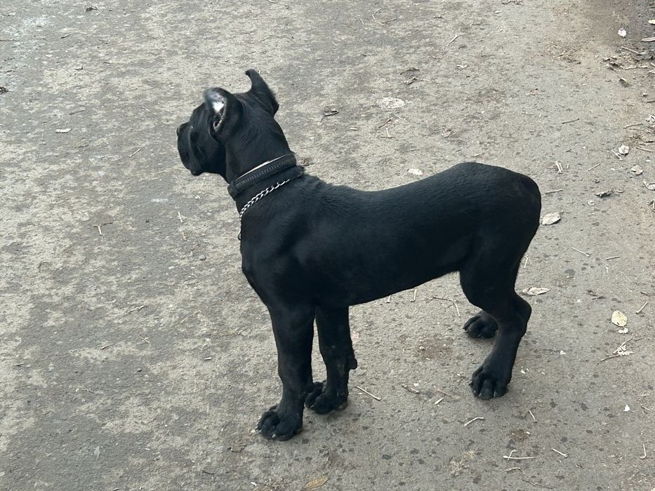 Кане корсо щенок