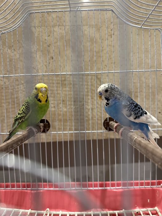 Păsãri / Peruș de vanzare