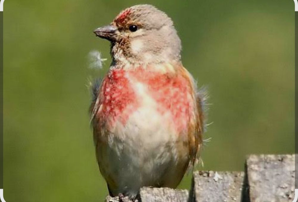 Реполов самец поющий