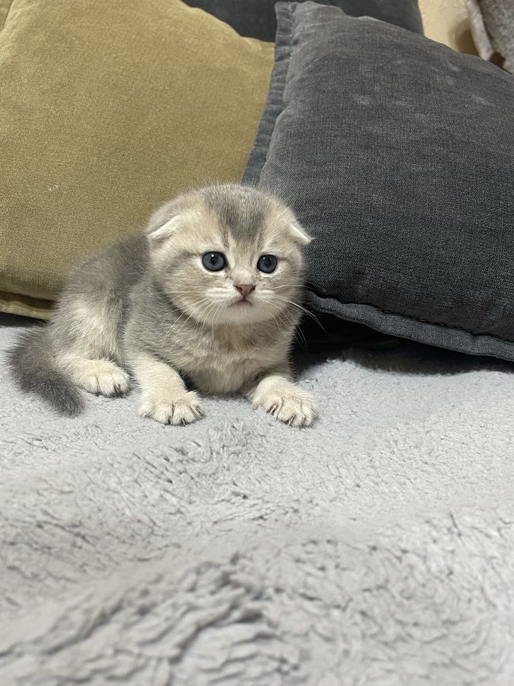 Котенок шиншилла