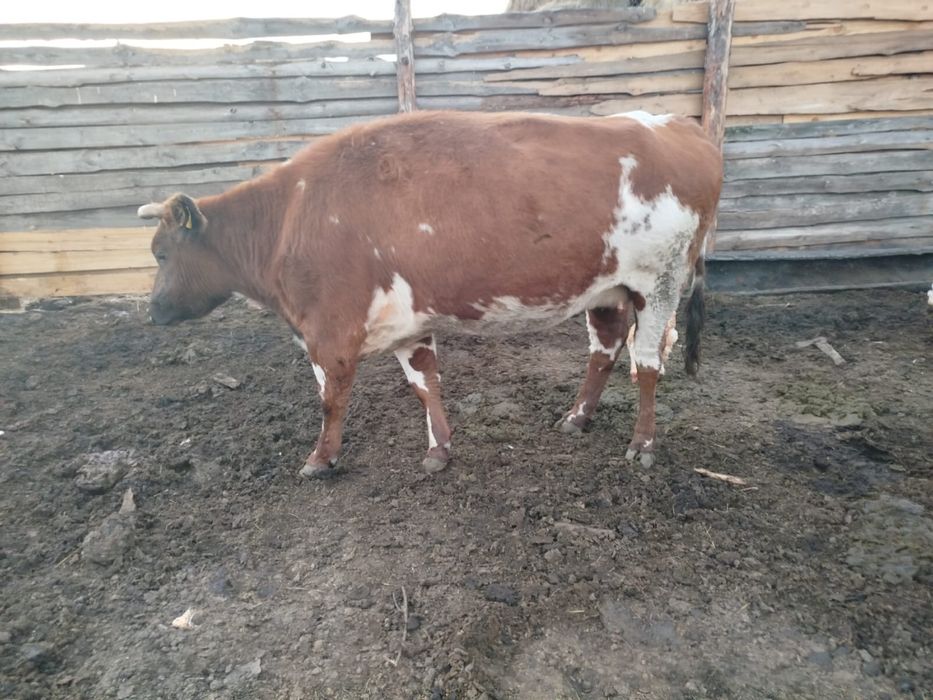 Продам 15 коров стельных