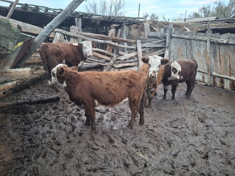 Продам крупно-рогатый скот