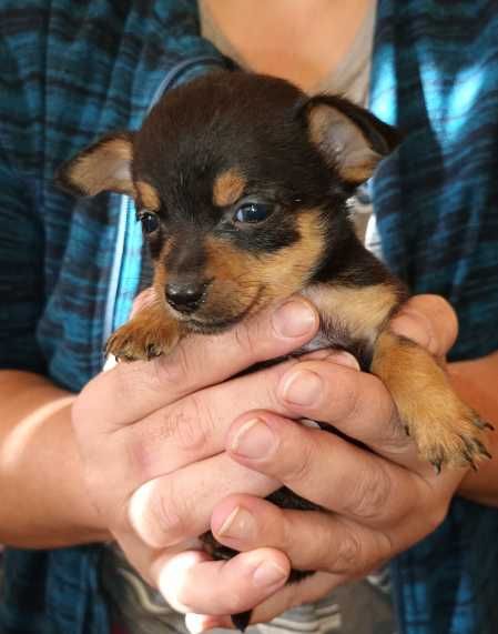 кученца кръстоста мини пинчер/чихуахуа