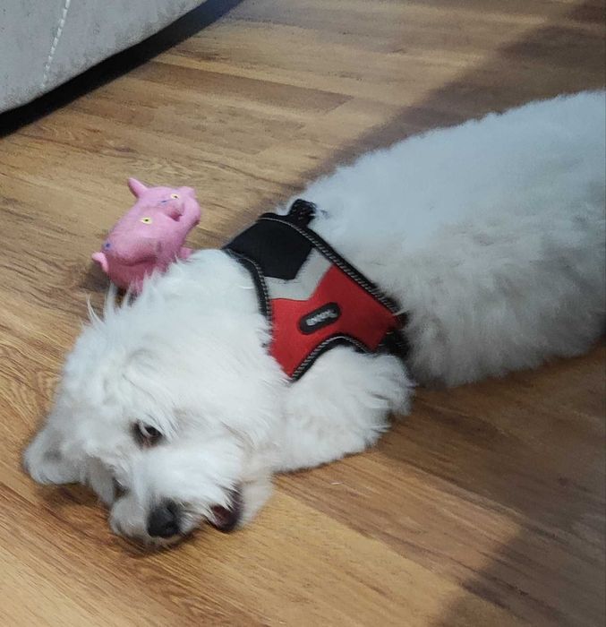 Ofer spre adoptie bichon de calitate.