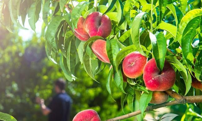 Pomi fructiferi gama deosebiți [ rari ] soiuri de piersic