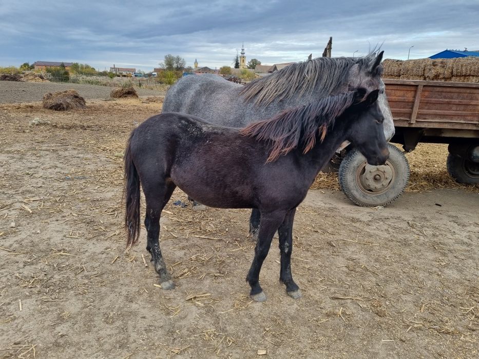 Vând sau schimb manză