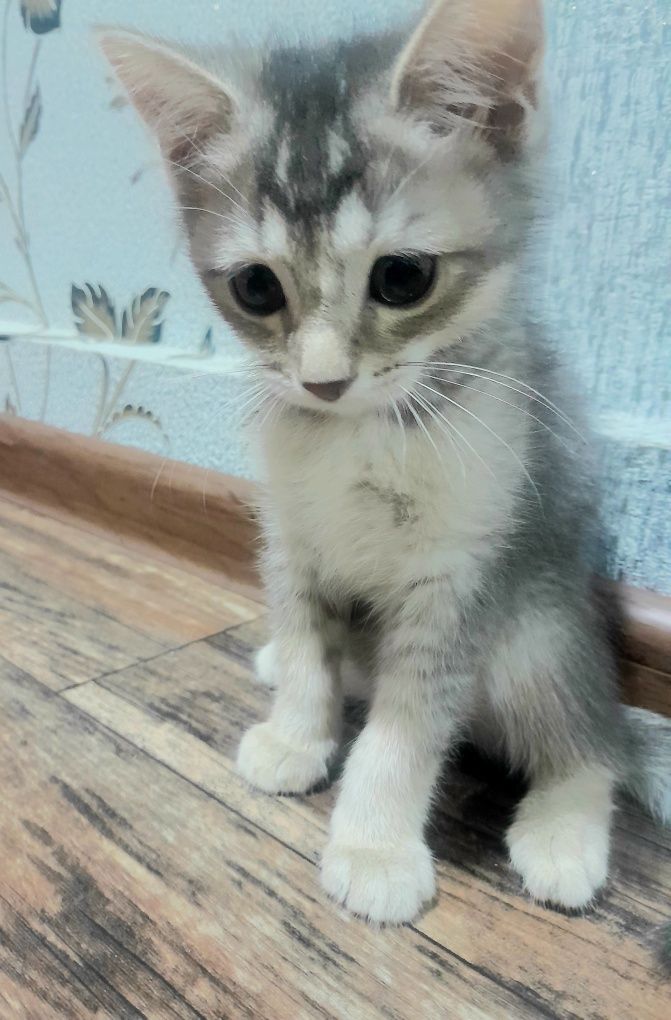 Serebry shinshilla 2,5 oylik