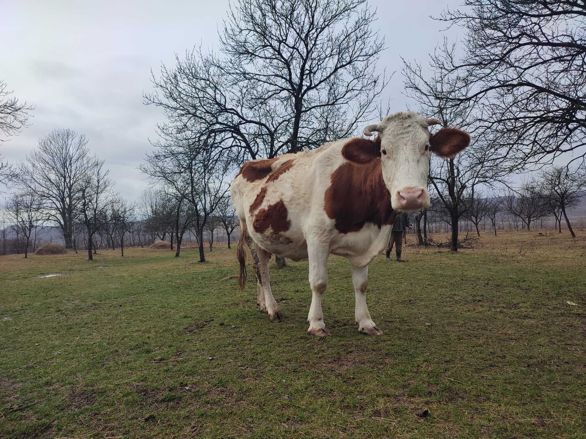 Vaca Bălțata Romaneasca