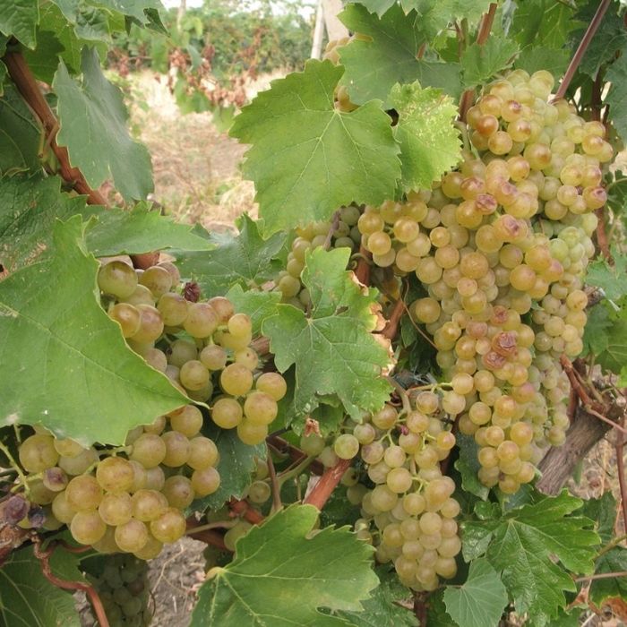 Viata De Vie Altoită (De Vin )