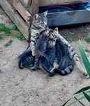 Ofer pisici pt adoptie fara niciun cost