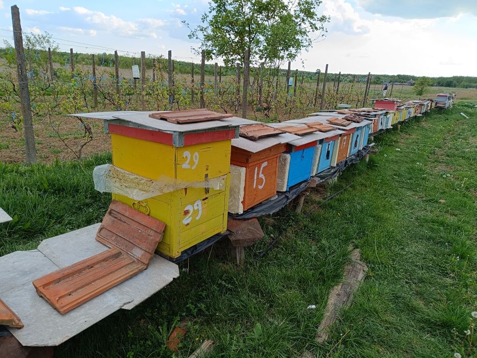 Vând stupi / familii de albine