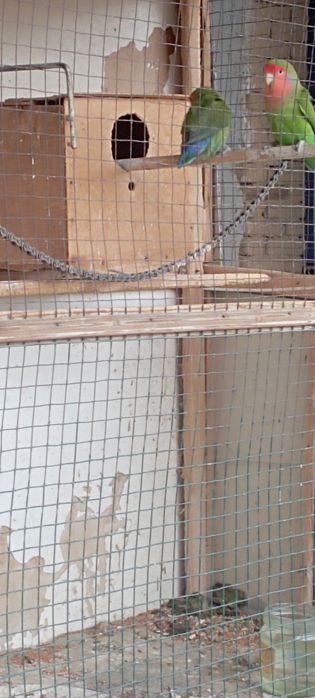 Сотилади.Неразлущка.Нархи пара 400000 сум