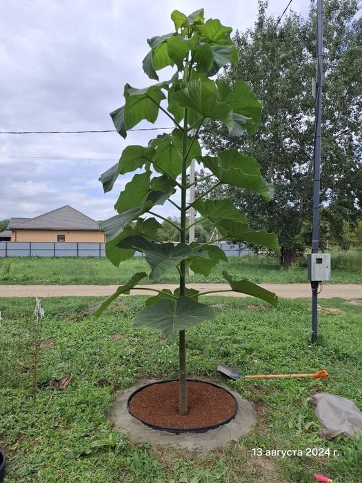 *Павловния Ағаш көшеті сатылады.Сорты-Фте. Суыққа төзімді болады.Көл