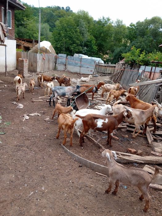 Iezi de vânzare crescuți la tara