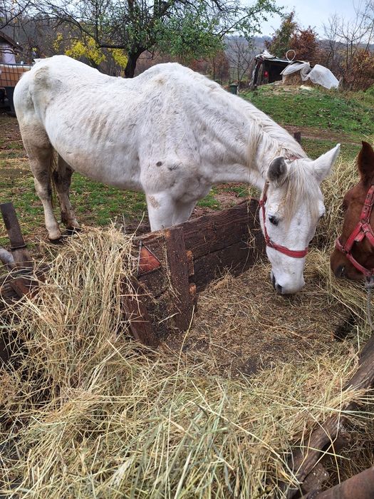 De vânzare iapa bună de lucru